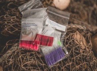 Numbered Fish Tags